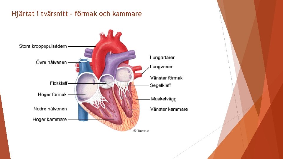 Hjärtat i tvärsnitt – förmak och kammare hjärtat 