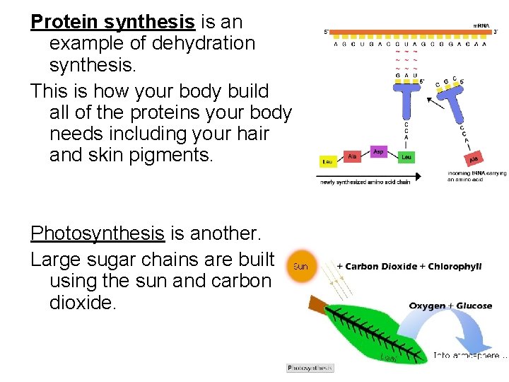 Protein synthesis is an example of dehydration synthesis. This is how your body build Protein synthesis is an example of dehydration synthesis. This is how your body build