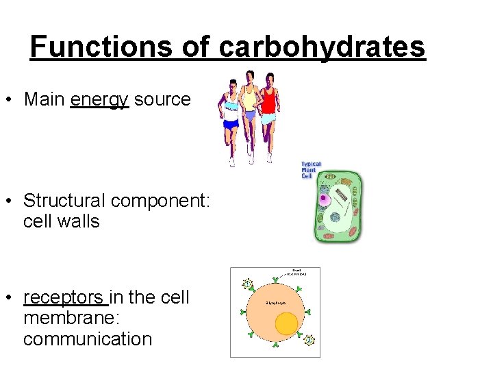 Functions of carbohydrates • Main energy source • Structural component: cell walls • receptors Functions of carbohydrates • Main energy source • Structural component: cell walls • receptors