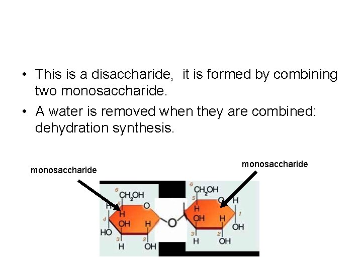 • This is a disaccharide, it is formed by combining two monosaccharide. • • This is a disaccharide, it is formed by combining two monosaccharide. •