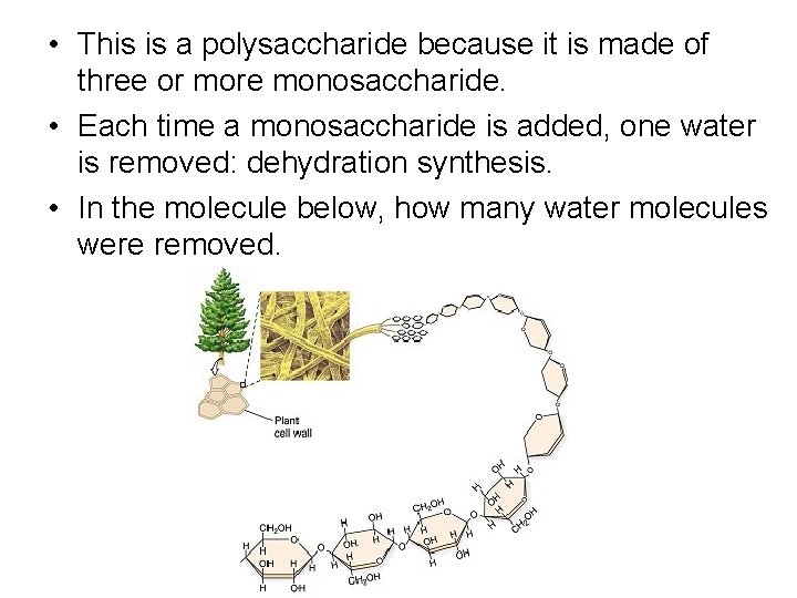 • This is a polysaccharide because it is made of three or more • This is a polysaccharide because it is made of three or more