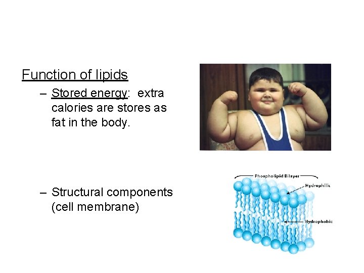 Function of lipids – Stored energy: extra calories are stores as fat in the Function of lipids – Stored energy: extra calories are stores as fat in the