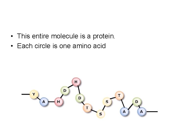 • This entire molecule is a protein. • Each circle is one amino • This entire molecule is a protein. • Each circle is one amino