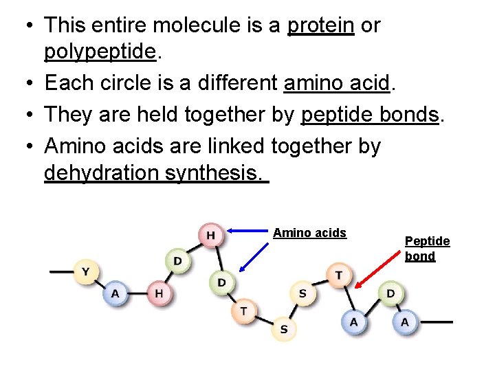 • This entire molecule is a protein or polypeptide. • Each circle is • This entire molecule is a protein or polypeptide. • Each circle is