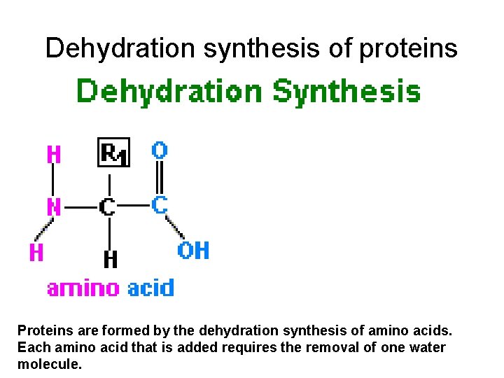 Dehydration synthesis of proteins Proteins are formed by the dehydration synthesis of amino acids. Dehydration synthesis of proteins Proteins are formed by the dehydration synthesis of amino acids.