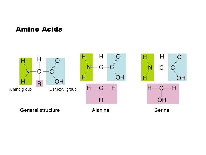 Amino Acids Amino group Carboxyl group General structure Go to Section: Alanine Serine Amino Acids Amino group Carboxyl group General structure Go to Section: Alanine Serine