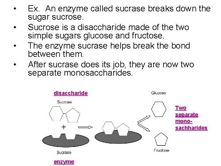 • • Ex. An enzyme called sucrase breaks down the sugar sucrose. Sucrose • • Ex. An enzyme called sucrase breaks down the sugar sucrose. Sucrose