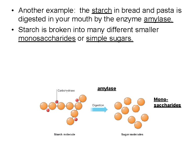• Another example: the starch in bread and pasta is digested in your • Another example: the starch in bread and pasta is digested in your
