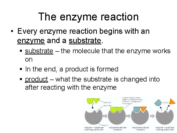 The enzyme reaction • Every enzyme reaction begins with an enzyme and a substrate. The enzyme reaction • Every enzyme reaction begins with an enzyme and a substrate.