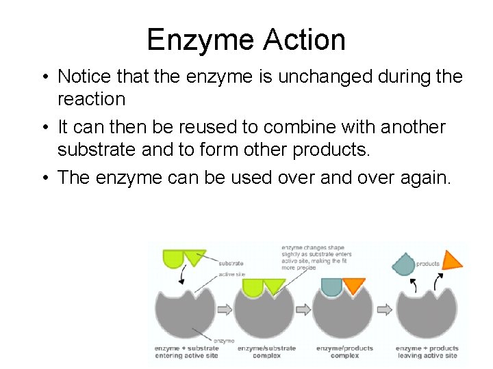 Enzyme Action • Notice that the enzyme is unchanged during the reaction • It Enzyme Action • Notice that the enzyme is unchanged during the reaction • It