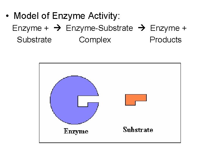 • Model of Enzyme Activity: Enzyme + Enzyme-Substrate Enzyme + Substrate Complex Products • Model of Enzyme Activity: Enzyme + Enzyme-Substrate Enzyme + Substrate Complex Products