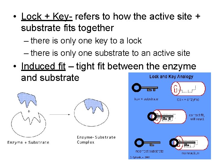 • Lock + Key- refers to how the active site + substrate fits • Lock + Key- refers to how the active site + substrate fits