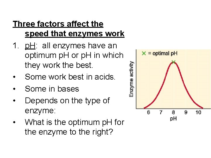 Three factors affect the speed that enzymes work 1. p. H: all enzymes have Three factors affect the speed that enzymes work 1. p. H: all enzymes have
