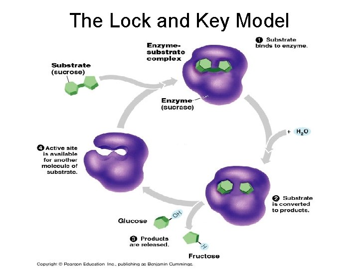 The Lock and Key Model The Lock and Key Model