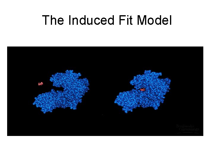 The Induced Fit Model The Induced Fit Model