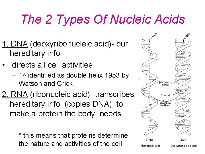 The 2 Types Of Nucleic Acids 1. DNA (deoxyribonucleic acid)- our hereditary info. • The 2 Types Of Nucleic Acids 1. DNA (deoxyribonucleic acid)- our hereditary info. •
