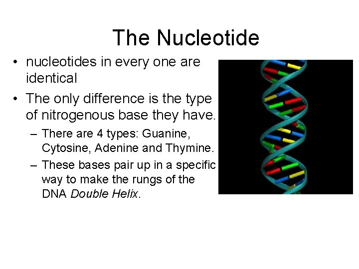 The Nucleotide • nucleotides in every one are identical • The only difference is The Nucleotide • nucleotides in every one are identical • The only difference is