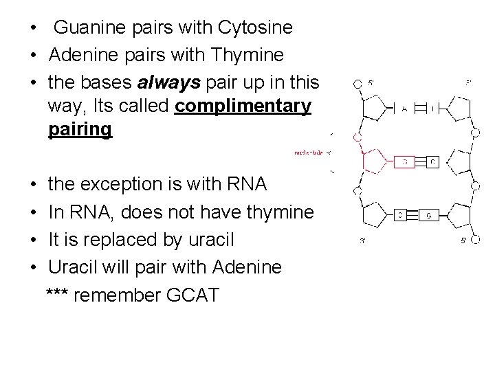 • Guanine pairs with Cytosine • Adenine pairs with Thymine • the bases • Guanine pairs with Cytosine • Adenine pairs with Thymine • the bases