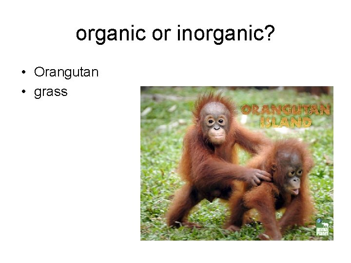 organic or inorganic? • Orangutan • grass organic or inorganic? • Orangutan • grass