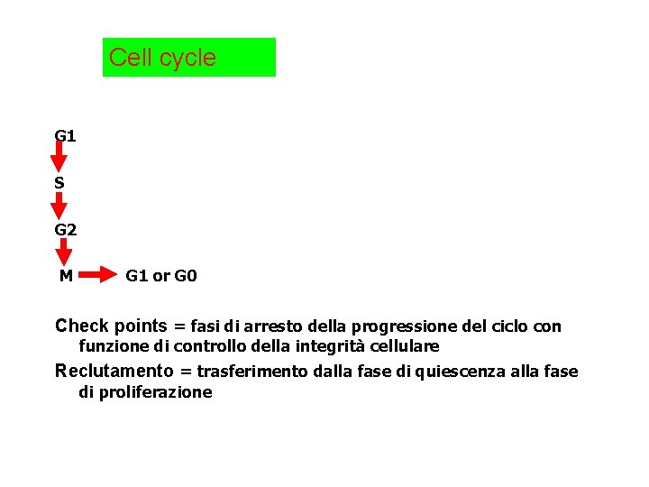 Cell cycle G 1 S G 2 M G 1 or G 0 Check