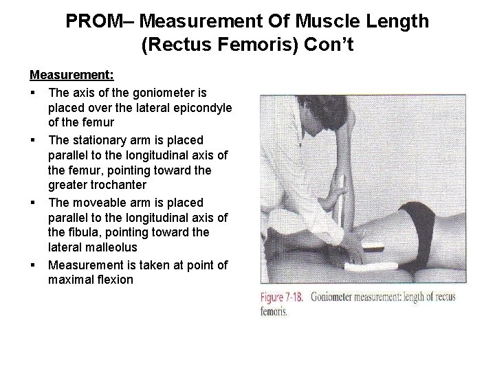 PROM– Measurement Of Muscle Length (Rectus Femoris) Con’t Measurement: § The axis of the