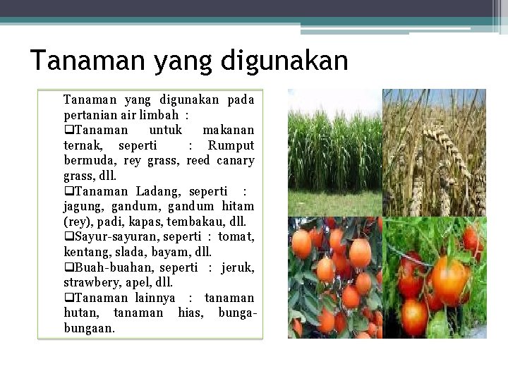 Tanaman yang digunakan pada pertanian air limbah : q. Tanaman untuk makanan ternak, seperti
