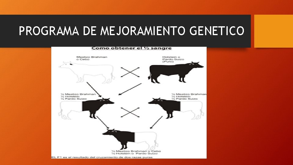 MEJORAMIENTO GENTICO ZOOTECNIA DE RUMIANTES GENERALIDADES Obtener avances
