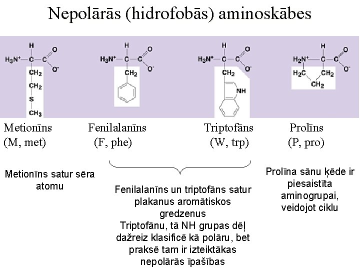 Nepolārās (hidrofobās) aminoskābes Metionīns (M, met) Fenilalanīns (F, phe) Metionīns satur sēra atomu Triptofāns
