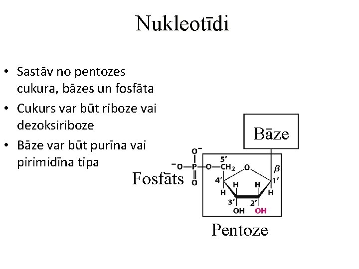 Nukleotīdi • Sastāv no pentozes cukura, bāzes un fosfāta • Cukurs var būt riboze