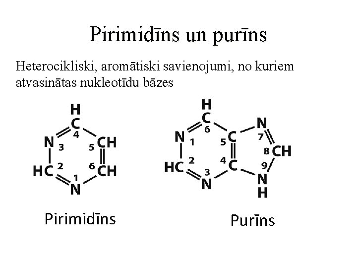 Pirimidīns un purīns Heterocikliski, aromātiski savienojumi, no kuriem atvasinātas nukleotīdu bāzes Pirimidīns Purīns 