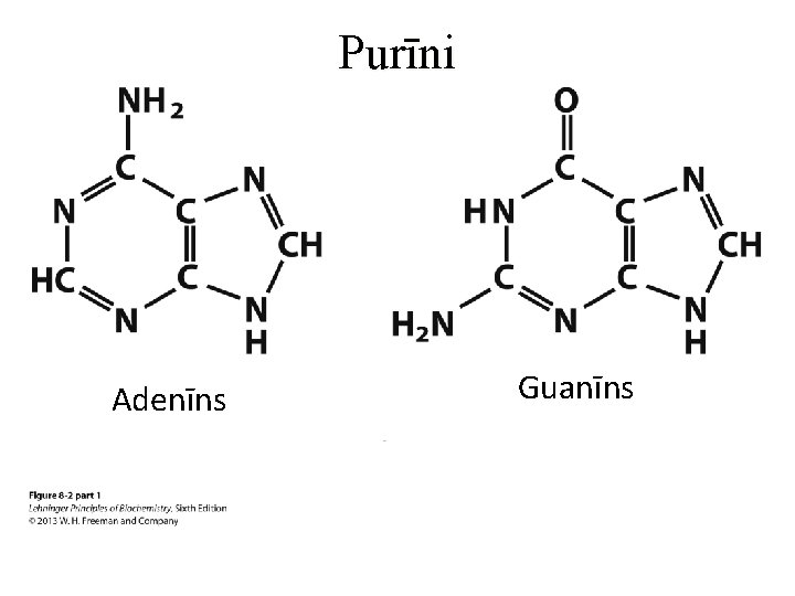 Purīni Adenīns Guanīns 