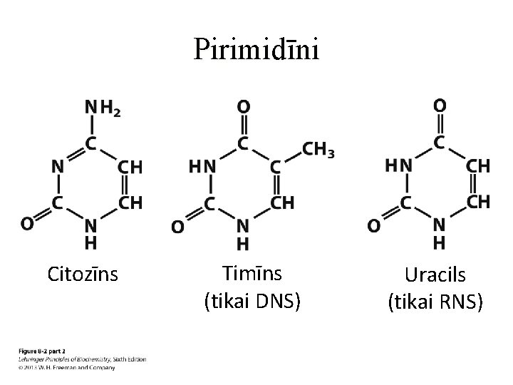 Pirimidīni Citozīns Timīns (tikai DNS) Uracils (tikai RNS) 