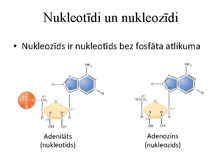 Nukleotīdi un nukleozīdi • Nukleozīds ir nukleotīds bez fosfāta atlikuma Adenilāts (nukleotīds) Adenozīns (nukleozīds)