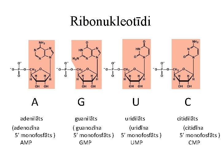 Ribonukleotīdi A adenilāts (adenozīna 5’ monofosfāts ) AMP G guanilāts ( guanozīna 5’ monofosfāts