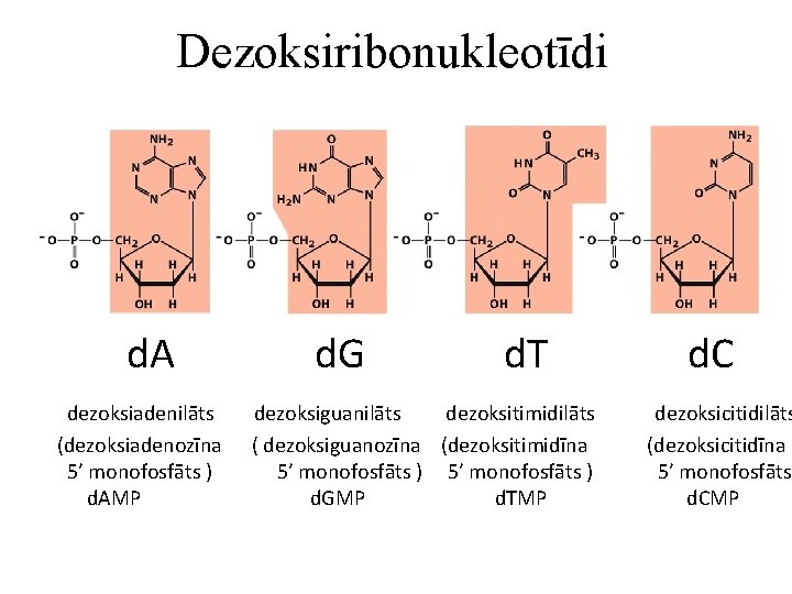 Dezoksiribonukleotīdi d. A dezoksiadenilāts (dezoksiadenozīna 5’ monofosfāts ) d. AMP d. G d. T
