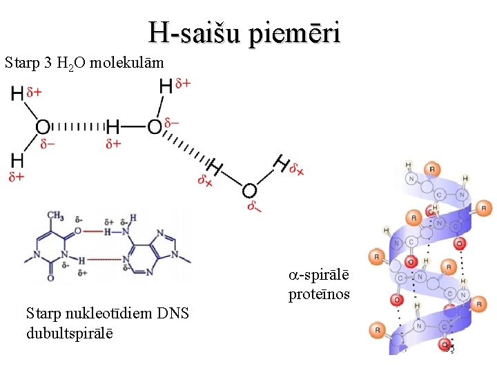 H-saišu piemēri Starp 3 H 2 O molekulām a-spirālē proteīnos Starp nukleotīdiem DNS dubultspirālē