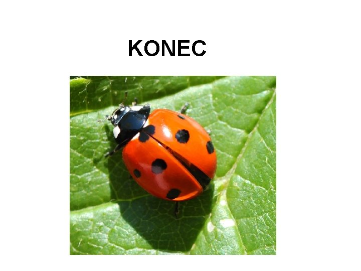 KONEC 