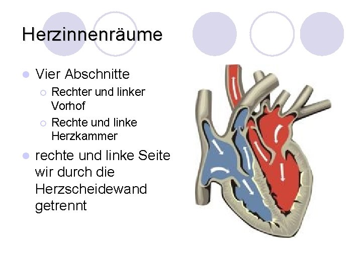 Herzinnenräume l Vier Abschnitte ¡ ¡ l Rechter und linker Vorhof Rechte und linke