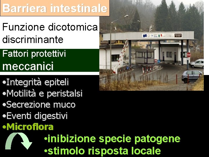 Barriera intestinale Funzione dicotomica discriminante Fattori protettivi meccanici • Integrità epiteli • Motilità e