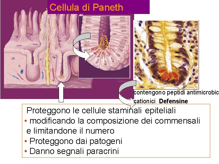 Cellula di Paneth contengono peptidi antimicrobic cationici Defensine Proteggono le cellule staminali epiteliali •