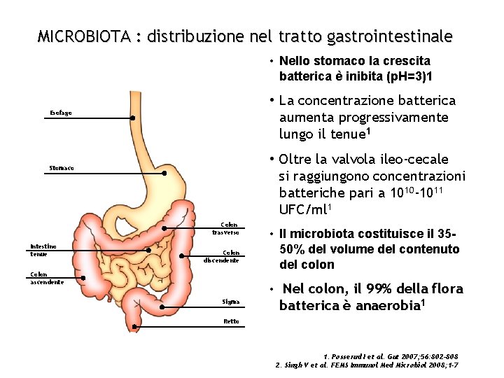 MICROBIOTA : distribuzione nel tratto gastrointestinale • Nello stomaco la crescita batterica è inibita