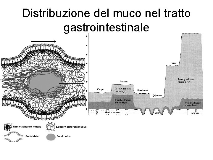 Distribuzione del muco nel tratto gastrointestinale 