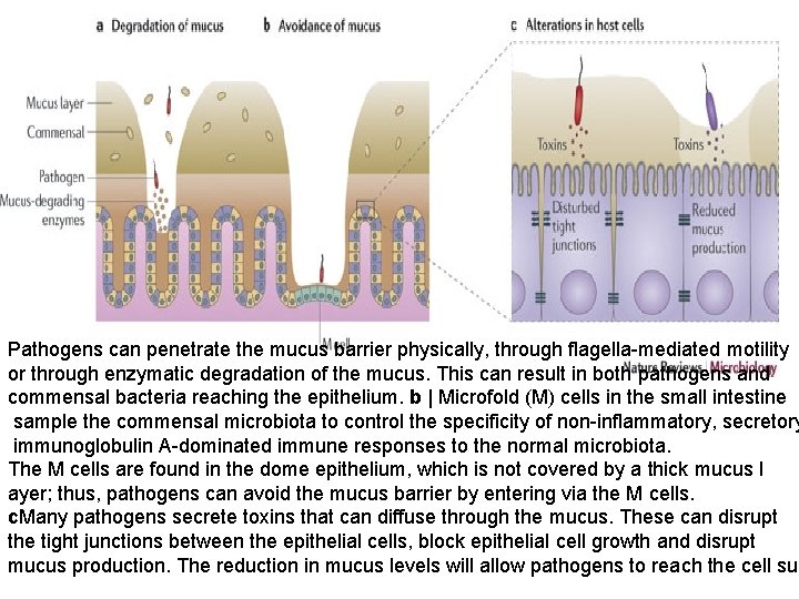 Pathogens can penetrate the mucus barrier physically, through flagella-mediated motility or through enzymatic degradation