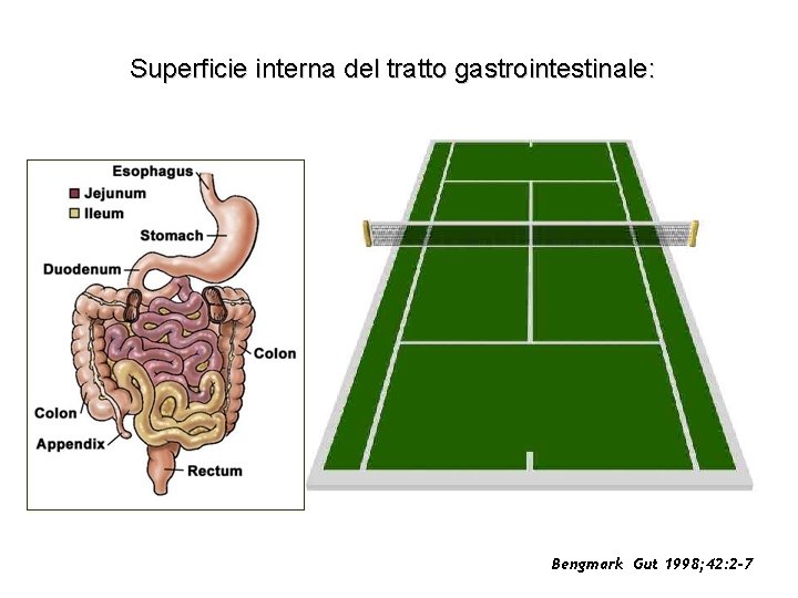 Superficie interna del tratto gastrointestinale: 200 -300 m 2 2 0 m 0 -3