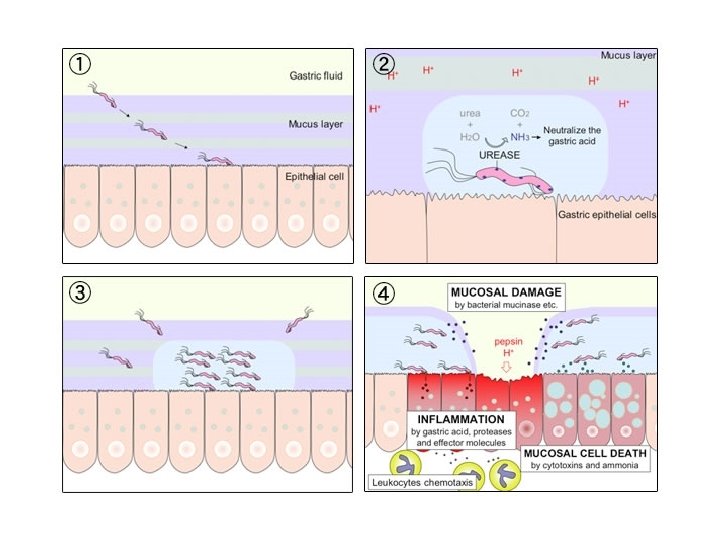 fisiologia 2 001 