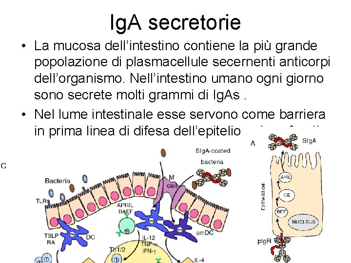 Ig. A secretorie • La mucosa dell’intestino contiene la più grande popolazione di plasmacellule