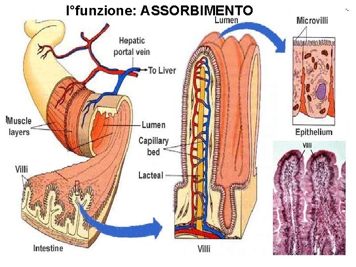 I°funzione: ASSORBIMENTO 