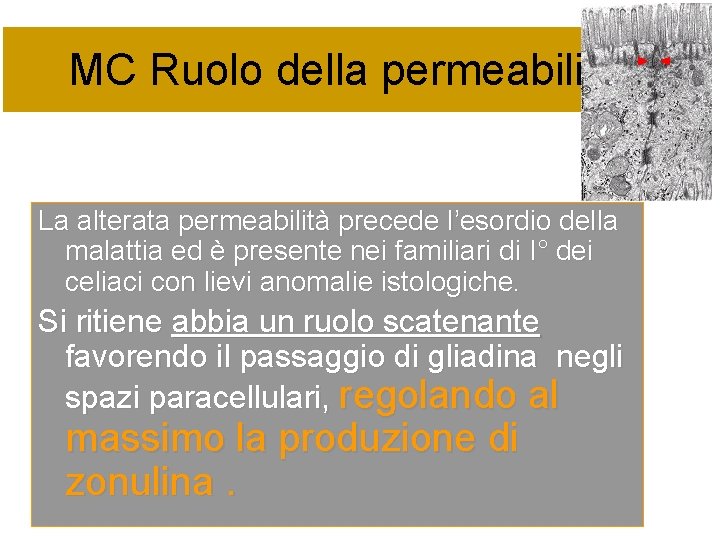 MC Ruolo della permeabilità La alterata permeabilità precede l’esordio della malattia ed è presente