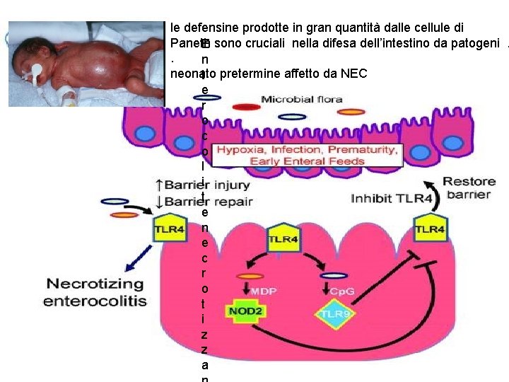 le defensine prodotte in gran quantità dalle cellule di Paneth E sono cruciali nella