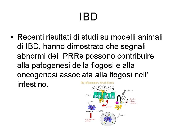 IBD • Recenti risultati di studi su modelli animali di IBD, hanno dimostrato che